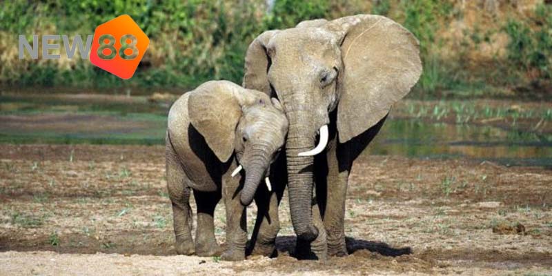 Nằm Mơ Thấy Con Voi Thì Đánh Số Mấy Để Phát Tài 2 Mơ thấy voi mẹ và voi con đi cùng nhau