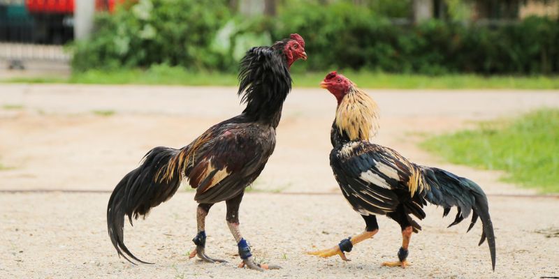 Thế Nào Là Gà Đá Đẹp? 5 Lưu Ý Khi Chọn Gà Đá Đẹp Cho Anh Em 1 Những yếu tố làm nên một con gà đá đẹp