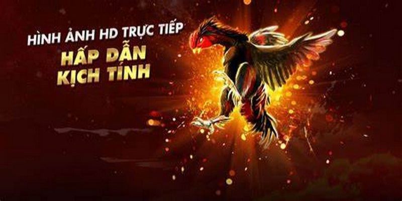 Top 5 Trang Đá Gà Trực Tiếp Được Đông Đảo Anh Em Theo Dõi 1 Tổng hợp trang đá gà trực tiếp được nhiều người yêu thích hiện nay