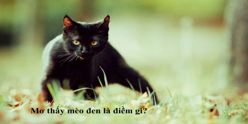 Nằm Mơ Thấy Mèo Đen Là Báo Mộng Con Số Mấy? 1 Nằm mơ thấy mèo đen là báo mộng con nào may mắn