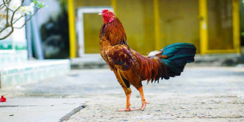 Cách Nuôi Gà Đá Bo Lớn Gia Tăng Lực Tấn Công Thần Tốc 2 Nhận biết gà đá bo lớn dễ dàng qua vùng đùi và màu sắc da