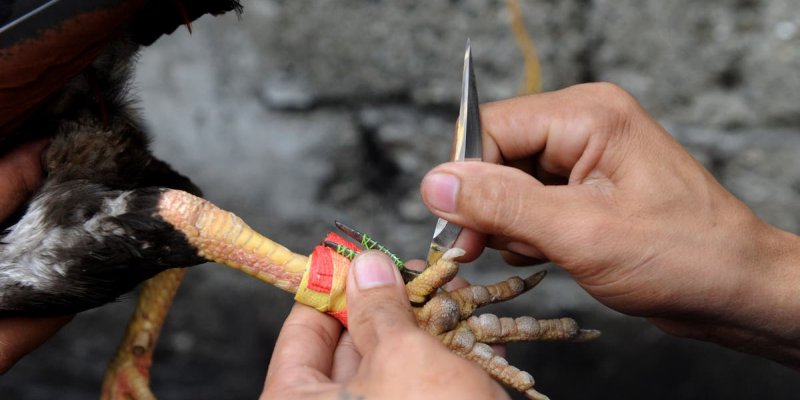 Đá Gà Cựa Dao - Thể Thức Đá Gà Sinh Tử Hấp Dẫn Nhất Hiện Nay 2 Vũ khí dành cho chiến kê trong đá gà cựa dao