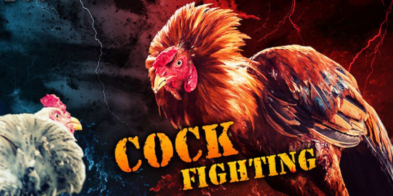 Game Đá Gà Online - Phong Cách Chơi Cá Cược Siêu Cuốn Hút 2 Luật chơi game đá gà online mà người mới cần phải biết
