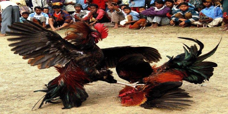 Game Đá Gà Online - Phong Cách Chơi Cá Cược Siêu Cuốn Hút 7 Lựa chọn thời điểm chính xác để vào tiền cho chiến kê