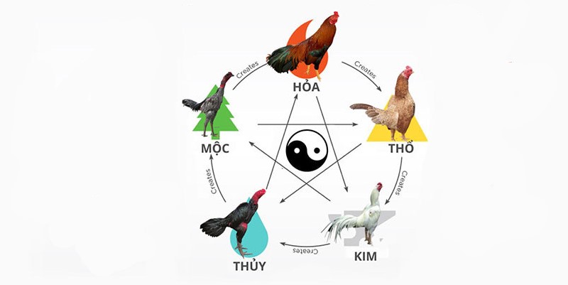 Tuyệt Chiêu Xem Màu Mạng Gà Đá Dựa Theo Luật Ngũ Hành Chuẩn 1 Định nghĩa về màu mạng đá gà ngày hôm nay