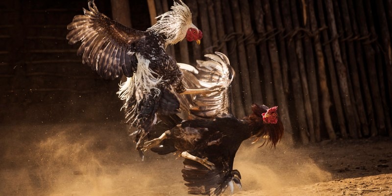 Tìm Hiểu Gà Chọi Gà Đá Và Phương Pháp Chọn Giống Nuôi Chuẩn 1 Tìm hiểu gà chọi gà đá có lịch sử ra đời như thế nào?