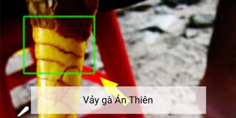 Hơn 15 Cách Xem Vảy Gà Đá Để Nhận Biết Chiến Kê Siêu Phàm 6 Xem vảy chiến kê án thiên