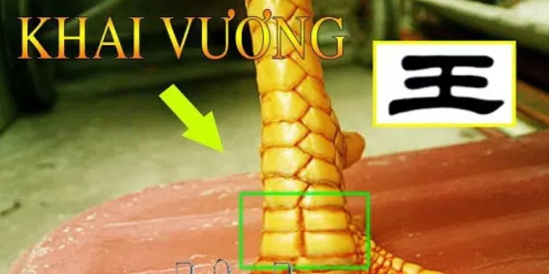 Hơn 15 Cách Xem Vảy Gà Đá Để Nhận Biết Chiến Kê Siêu Phàm 7 Xem vảy chiến kê gà khai vương